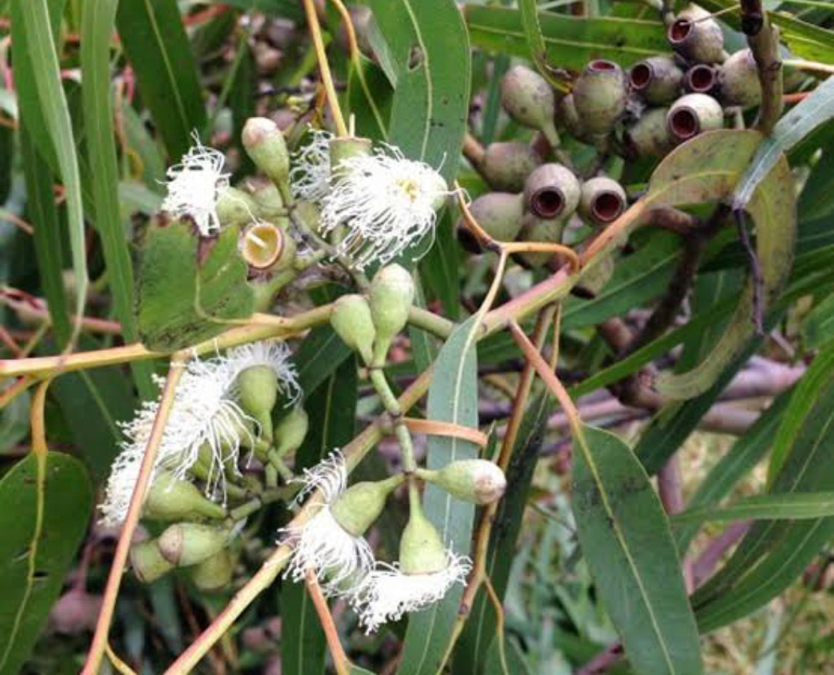 Gamilaraay Dreaming Native Spa Salts