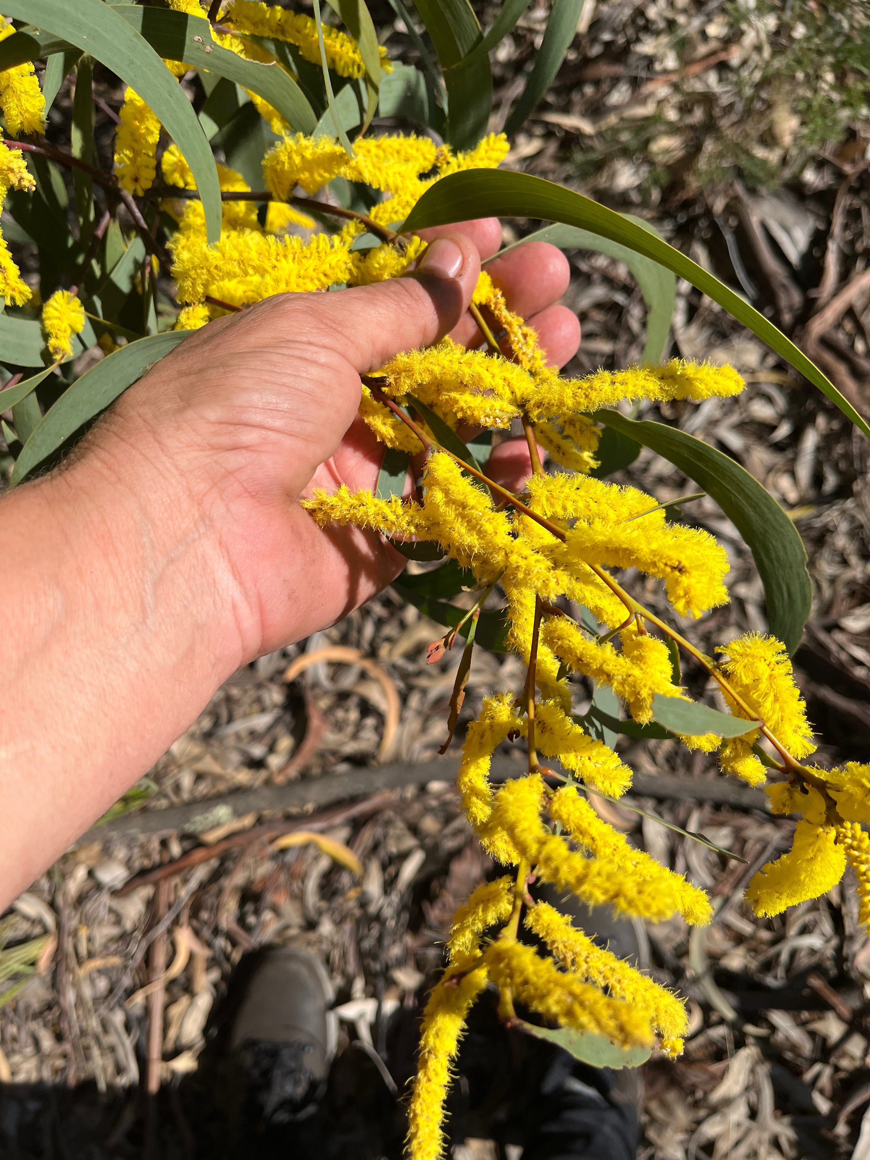 Gamilaraay Dreaming Roller Oil