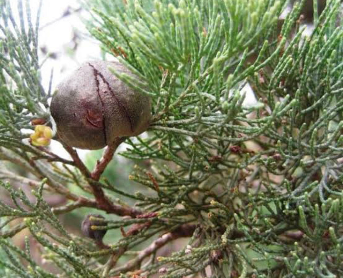 Gamilaraay Dreaming Native Spa Salts